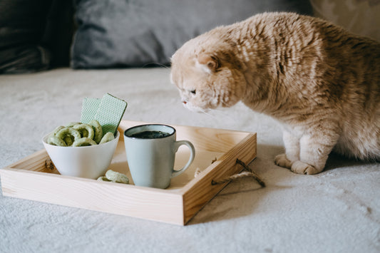 CBD For Pets
